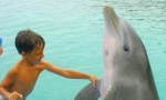 Dolphin Adventures, Anthony's Key Resort